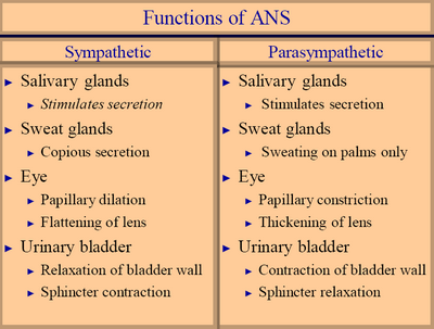 Understanding the Functions of the Autonomic Nervous System twelve sub