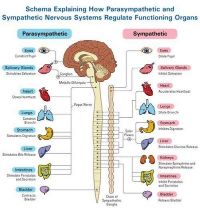 Understanding the Functions of the Autonomic Nervous System it is, the