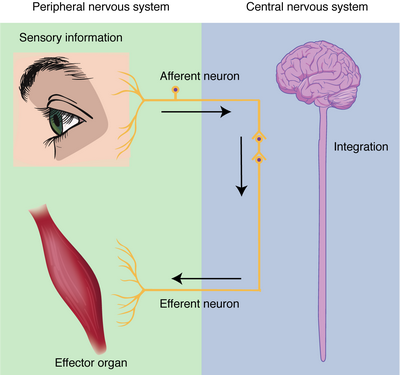 Understanding the Functions of the Autonomic Nervous System but in